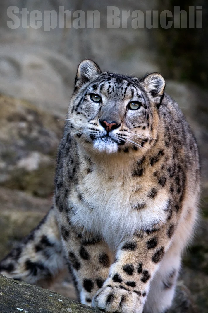 Wildlife
