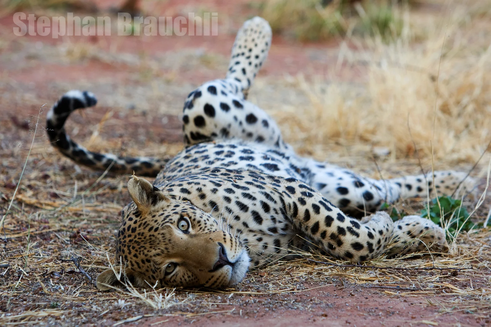 Wildlife