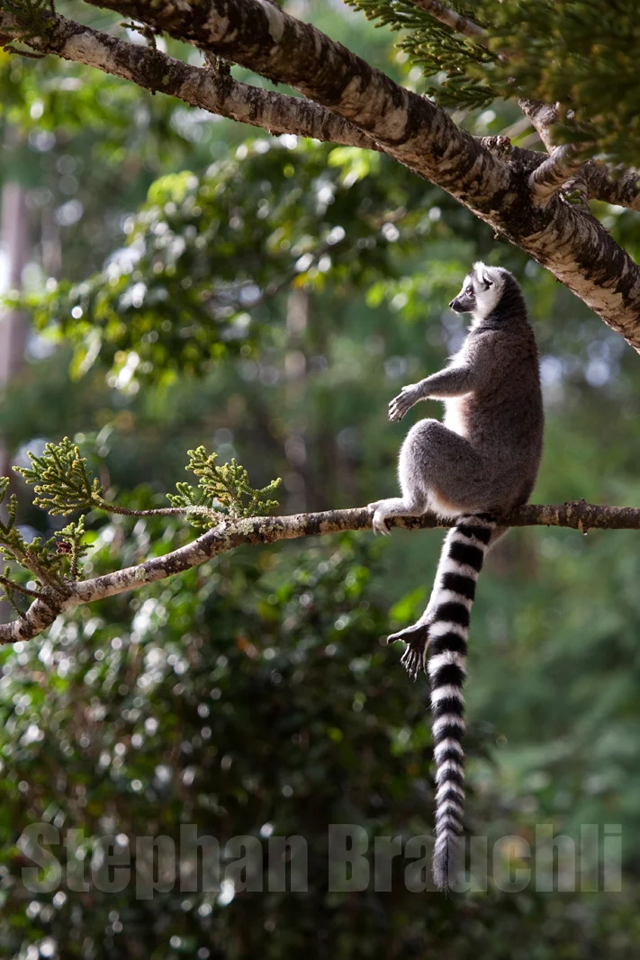 Wildlife